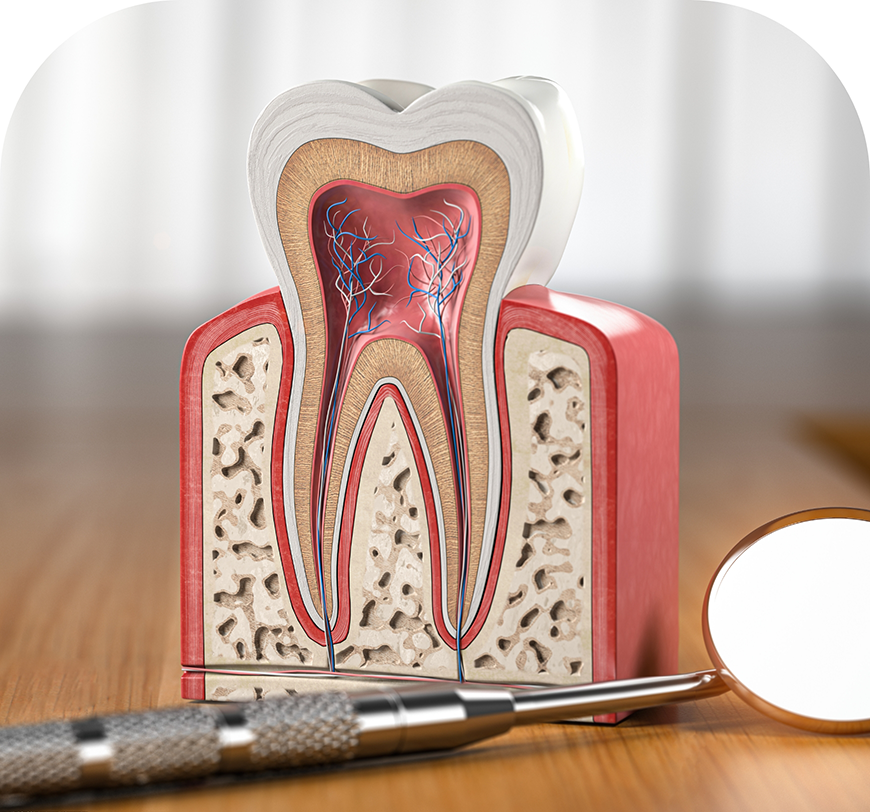 Illustration of the layers inside of a tooth