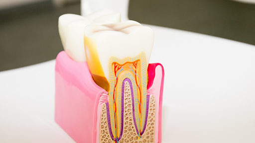 Model of a tooth showing the layers inside of it