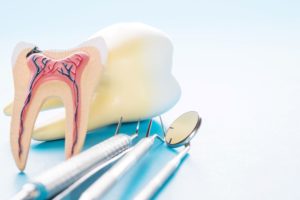 Model tooth cut away showing the nerves next to dental instruments